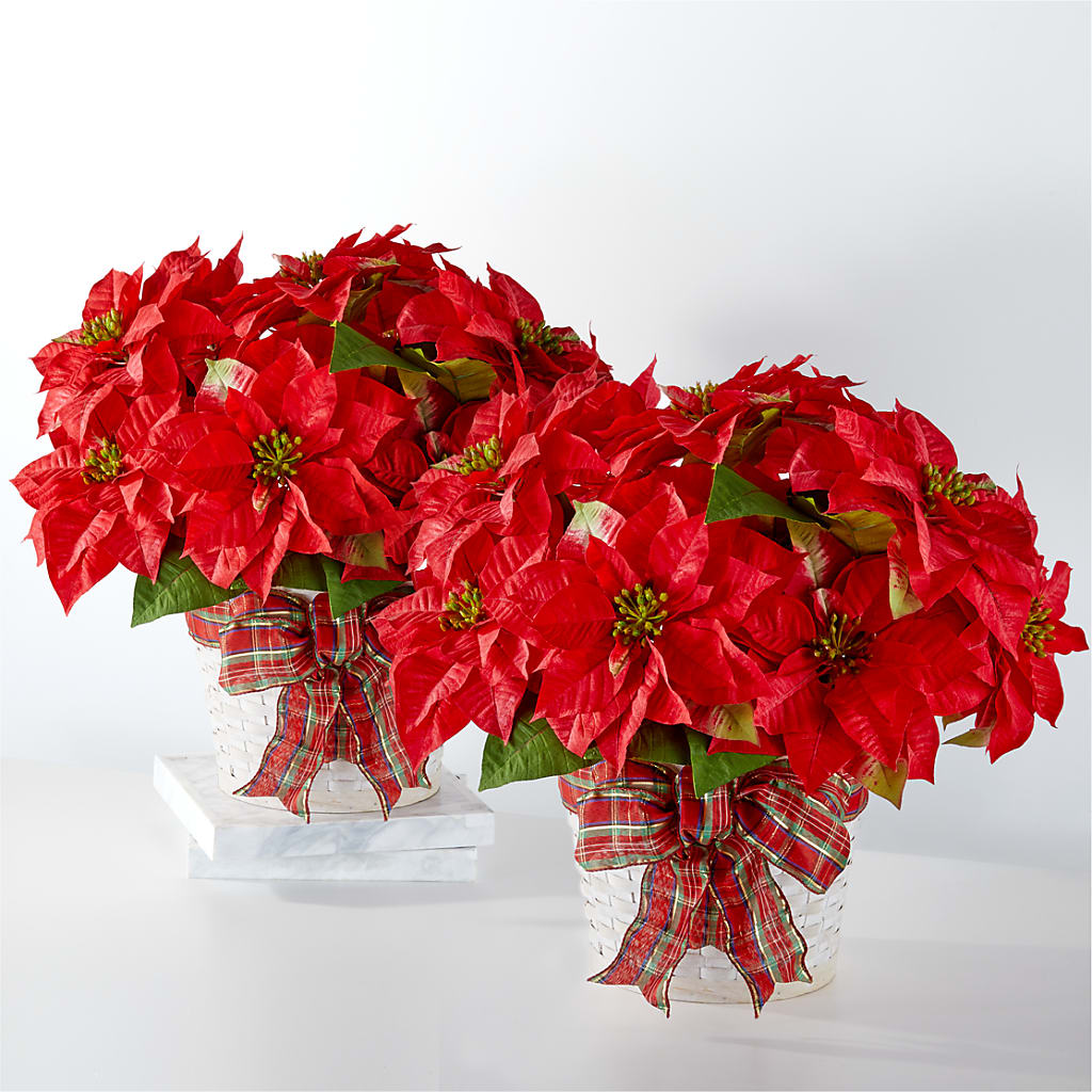 Happiest Holidays Poinsettia Bundle – Bloom N Grow Floral Design, Atascadero CA