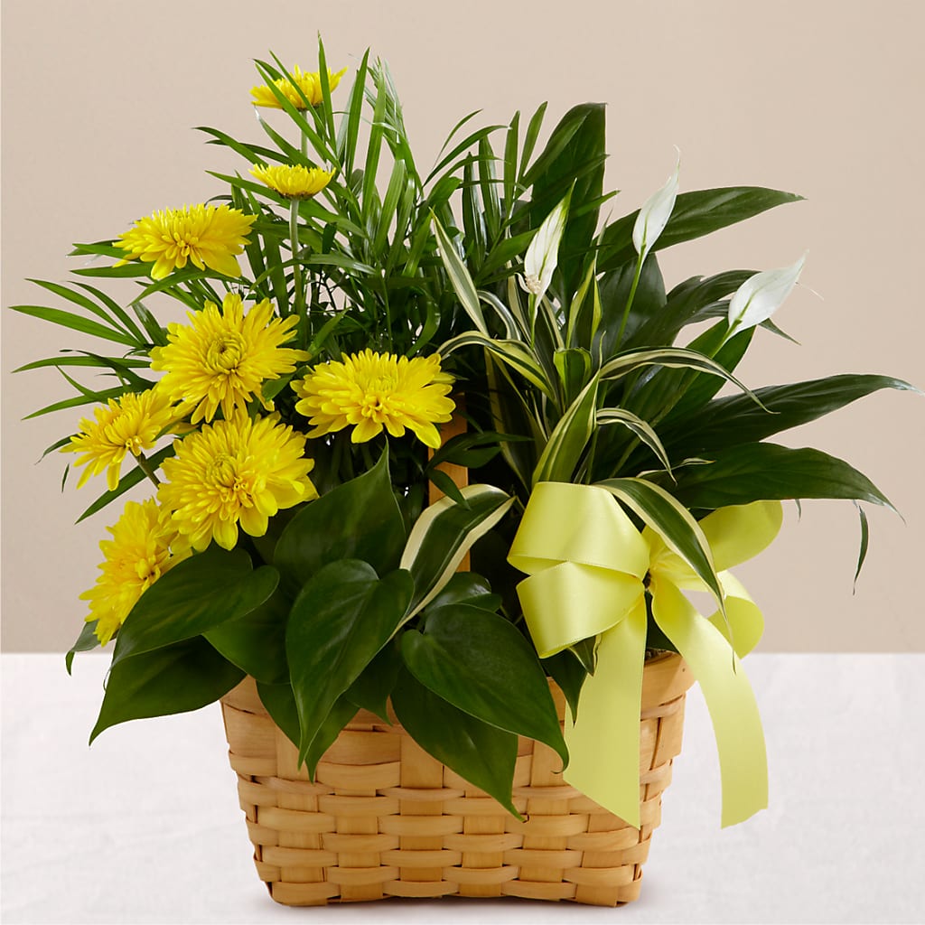 Loving Light Dishgarden – Bloom N Grow Floral Design, Atascadero CA