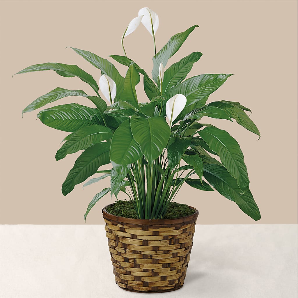 peace lily new growth Tranquil Moments Peace Lily Plant – white flower arrangement | Atascadero, CA