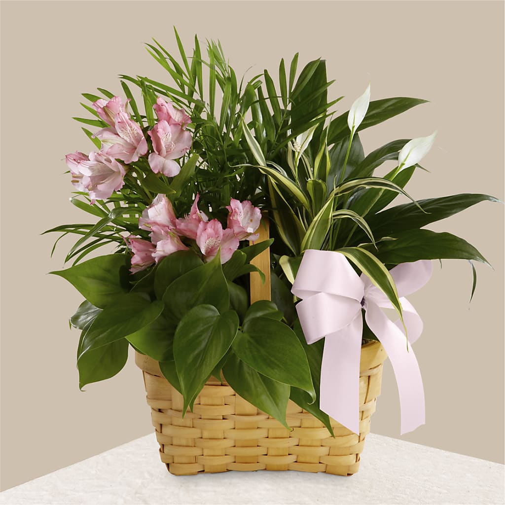 Living Spirit Dishgarden – Bloom N Grow Floral Design, Atascadero CA