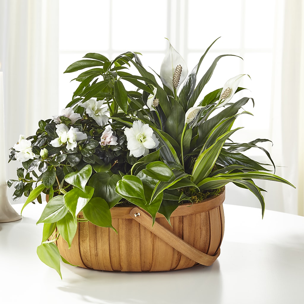 Serene Dishgarden – Bloom N Grow Floral Design, Atascadero CA