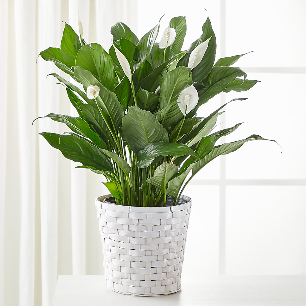 A New Leaf Peace Lily – Bloom N Grow Floral Design, Atascadero CA