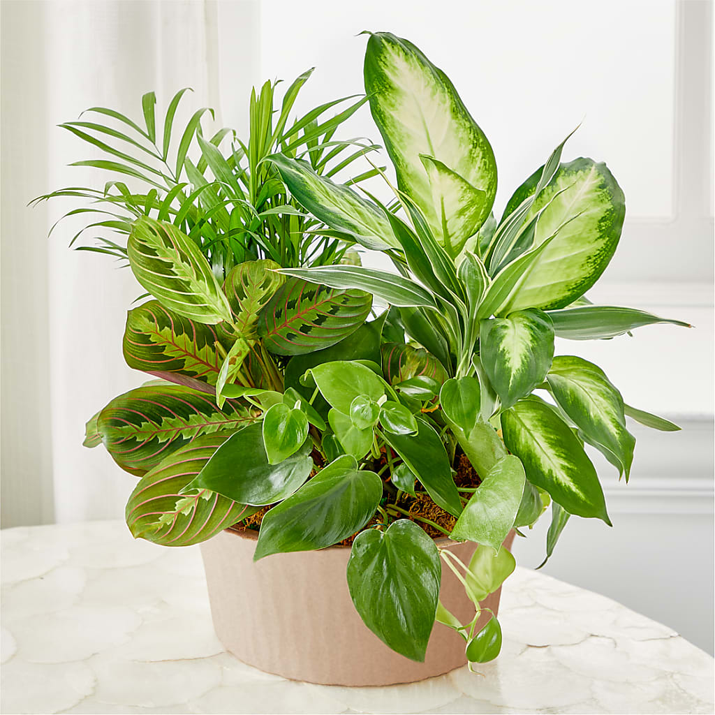 indoor dish garden plants Balance & Harmony Dishgarden – green flower arrangement | Atascadero, CA