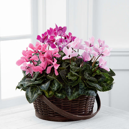 Mixed Cyclamen Planter –  Bloom N Grow Floral Design, Atascadero CA