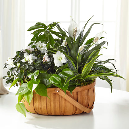 Serene Dishgarden –  Bloom N Grow Floral Design, Atascadero CA