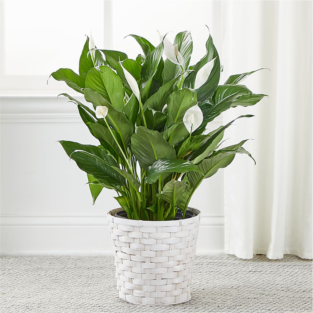 A New Leaf Peace Lily –  Bloom N Grow Floral Design, Atascadero CA