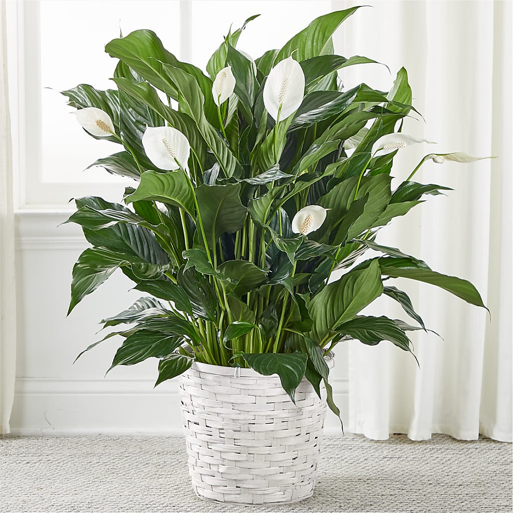 peace lily new growth A New Leaf Peace Lily