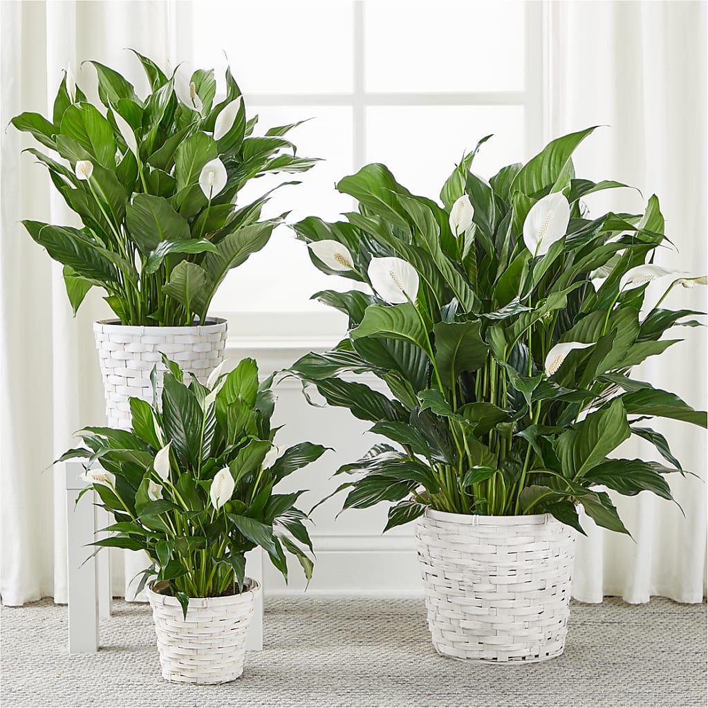 A New Leaf Peace Lily –  Bloom N Grow Floral Design, Atascadero CA