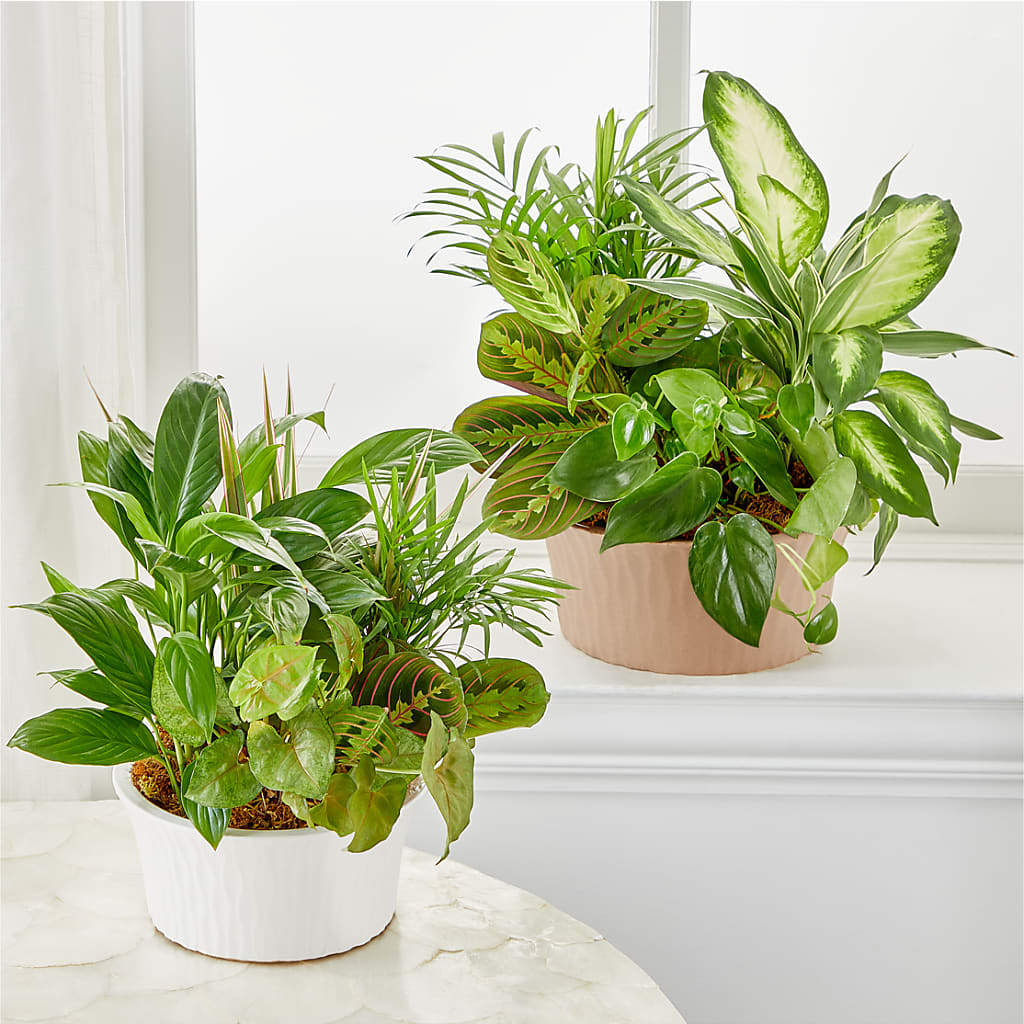 Balance & Harmony Dishgarden –  Bloom N Grow Floral Design, Atascadero CA