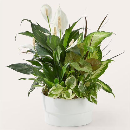 Radiating Positivity Dishgarden –  Bloom N Grow Floral Design, Atascadero CA